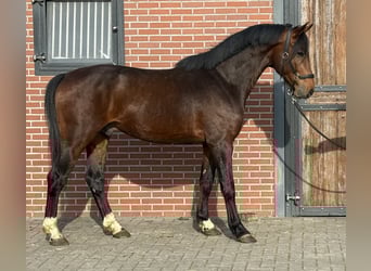 Anglo European Studbook, Wallach, 5 Jahre, 162 cm, Brauner