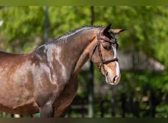 Anglo European Studbook, Wallach, 5 Jahre, 163 cm, Brauner