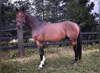 Anglo European Studbook, Wallach, 5 Jahre, 168 cm, Rotbrauner