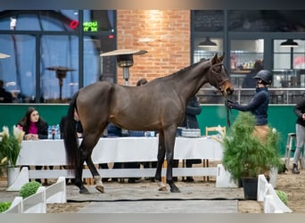 Anglo European Studbook Mix, Wallach, 5 Jahre, 172 cm, Rotbrauner