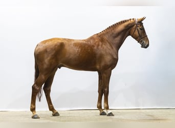 Anglo European Studbook, Wallach, 5 Jahre, 178 cm