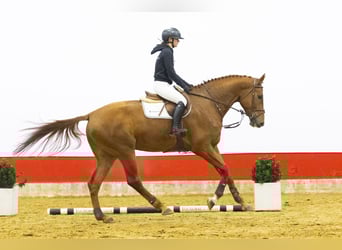 Anglo European Studbook, Wallach, 5 Jahre, 178 cm