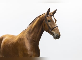 Anglo European Studbook, Wallach, 5 Jahre, 178 cm