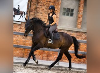 Anglo European Studbook, Wallach, 6 Jahre, 173 cm, Schwarzbrauner