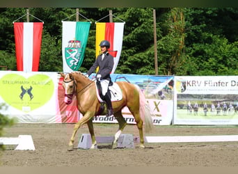 Anglo European Studbook, Wallach, 7 Jahre, 165 cm, Palomino