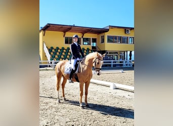 Anglo European Studbook, Wallach, 7 Jahre, 165 cm, Palomino