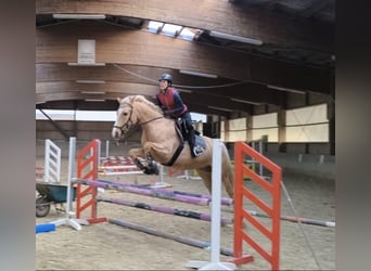 Anglo European Studbook, Wallach, 7 Jahre, 165 cm, Palomino