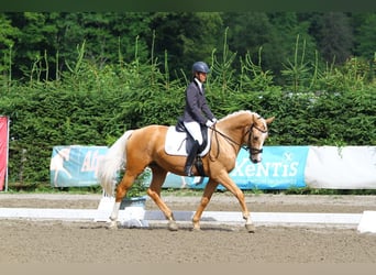 Anglo European Studbook, Wallach, 7 Jahre, 165 cm, Palomino