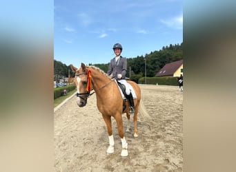 Anglo European Studbook, Wallach, 7 Jahre, 165 cm, Palomino