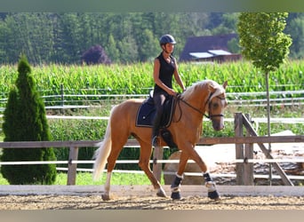 Anglo European Studbook, Wallach, 7 Jahre, 165 cm, Palomino