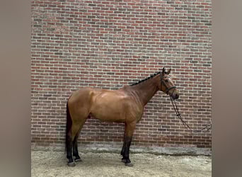 Anglo European Studbook, Wallach, 7 Jahre, 170 cm, Brauner