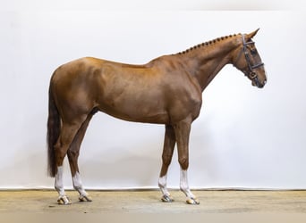 Anglo European Studbook, Wallach, 7 Jahre, 174 cm, Fuchs