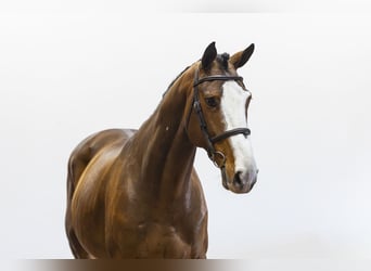 Anglo European Studbook, Wallach, 8 Jahre, 162 cm