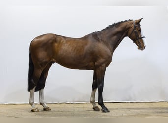 Anglo European Studbook, Wallach, 8 Jahre, 162 cm