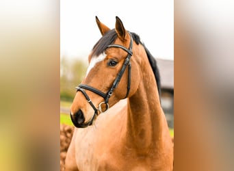 Anglo European Studbook, Wallach, 8 Jahre, 165 cm, Brauner