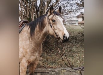 Anglo European Studbook, Wallach, 8 Jahre, 165 cm, Buckskin