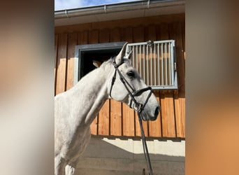 Anglo European Studbook, Wallach, 9 Jahre, 173 cm, Schimmel