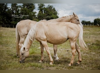 Anglo European Studbook, Yegua, 10 años, 156 cm, Dunalino (Cervuno x Palomino)