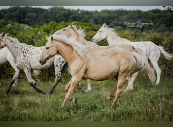 Anglo European Studbook, Yegua, 11 años, 156 cm, Dunalino (Cervuno x Palomino)