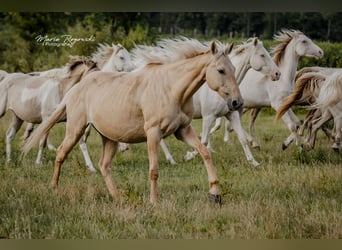Anglo European Studbook, Yegua, 11 años, 156 cm, Dunalino (Cervuno x Palomino)
