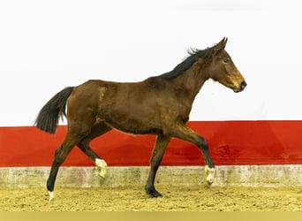 Anglo European Studbook, Yegua, 1 año, 140 cm