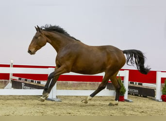 Anglo European Studbook, Yegua, 4 años, 160 cm, Castaño