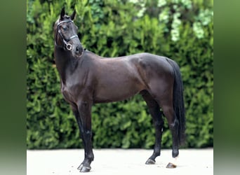 Anglo European Studbook, Yegua, 4 años, 168 cm, Negro