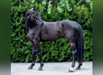 Anglo European Studbook, Yegua, 4 años, 168 cm, Negro
