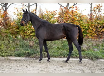 Anglo European Studbook, Yegua, 6 años, 100 cm, Castaño oscuro