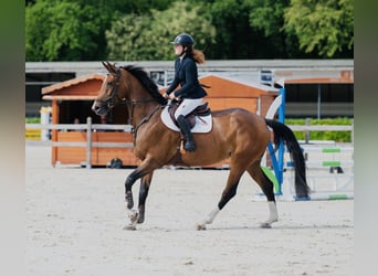 Anglo European Studbook, Yegua, 6 años, 170 cm, Castaño
