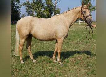 Anglo European Studbook, Yegua, 9 años, 165 cm, Palomino