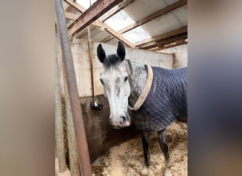 Anglo European Studbook, Yegua, 9 años, 170 cm, Tordo