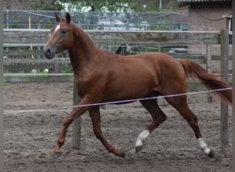 Anglo-europeisk stambok, Hingst, 2 år, 147 cm, Fux