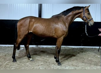 Anglo-europeisk stambok, Hingst, 3 år, 168 cm