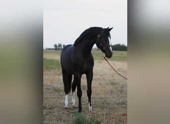 Anglo-europeisk stambok, Hingst, 3 år, 170 cm, Mörkbrun