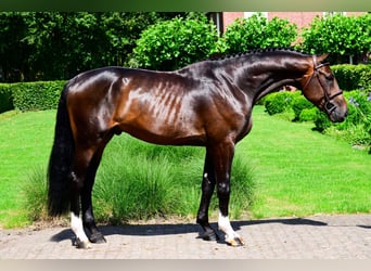 Anglo-europeisk stambok, Hingst, 4 år, 172 cm, Mörkbrun