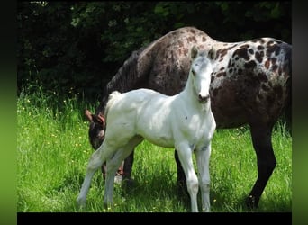 Anglo-europeisk stambok, Hingst, Föl (05/2024), 170 cm, Leopard-Piebald