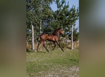 Anglo-europeisk stambok, Hingst, Föl (04/2024), 175 cm, Brun