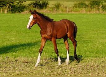 Anglo-europeisk stambok, Hingst, Föl (04/2024), Brun