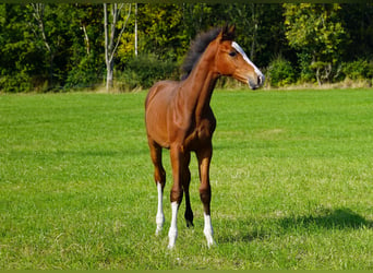 Anglo-europeisk stambok, Hingst, Föl (04/2024), Brun