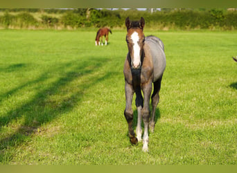 Anglo-europeisk stambok, Hingst, Föl (05/2024), Grå