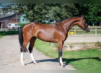 Anglo-europeisk stambok, Sto, 3 år, 160 cm, Brun