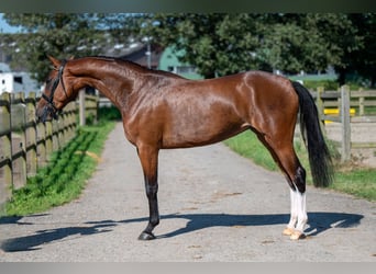 Anglo-europeisk stambok, Sto, 3 år, 160 cm, Brun