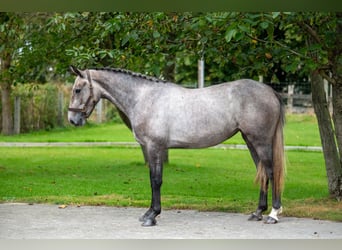 Anglo-europeisk stambok, Sto, 3 år, 160 cm, Grå