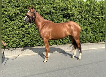 Anglo-europeisk stambok, Sto, 5 år, 165 cm, fux