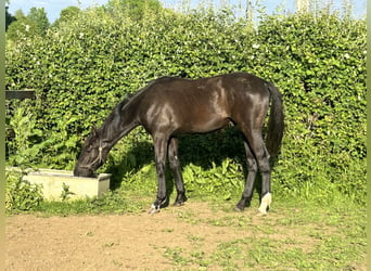 Anglo-europeisk stambok, Valack, 1 år, 163 cm, Svart