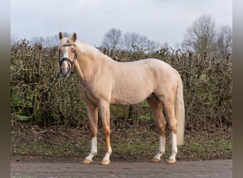 Anglo-europeisk stambok, Valack, 5 år, 160 cm, Palomino