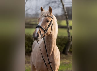 Anglo-europeisk stambok, Valack, 5 år, 160 cm, Palomino