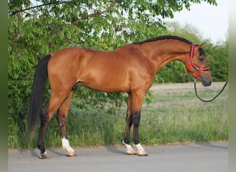 Anglo-europeisk stambok, Valack, 5 år, 168 cm, Brun