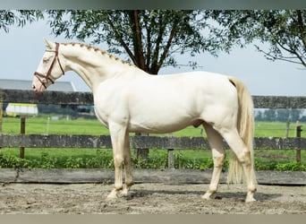 Anglo-europeisk stambok, Valack, 5 år, 168 cm, Perlino